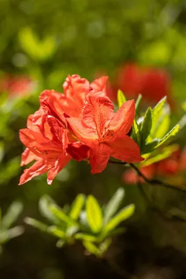 Produktbild von Rhododendron luteum 'Fanal', gelb, 50–60 cm