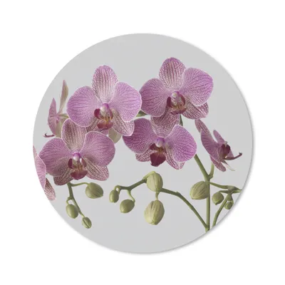 Produktbild von MuchoWow® Mauspad Mousepad Orchideen auf grauem Hintergrund 20x20 cm - Mousepads - Maus Mat - Pad - Mausunterlage - Schreibtischmatte