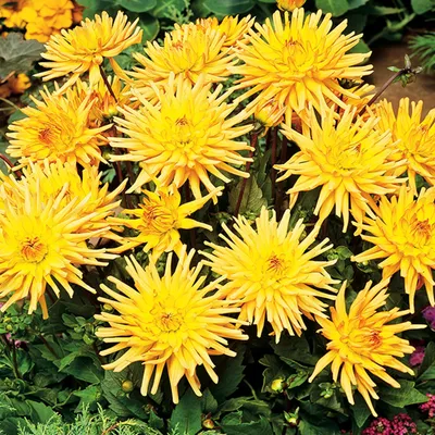 Produktbild von Dahlie Dahlienpflanzen Knollen Kaktus-Dahlie Garden Princess 1 St.