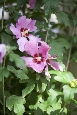 Produktbild von Hibiscus syriacus 'Woodbridge', Roseneibisch, rosa Blüten, 80–100 cm