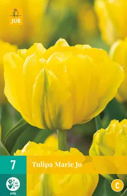 Artikelbild 1 von 'Tulpe Marie Jo (7 Stück)' aus der Kategorie Gefüllte Tulpen