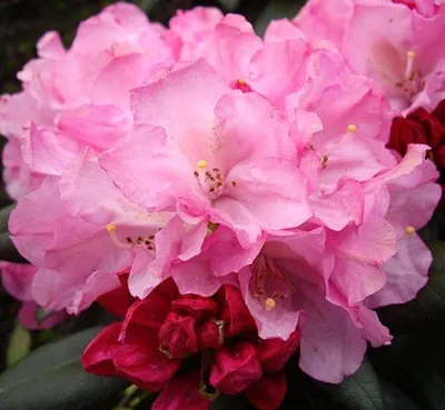 Produktbild von INKARHO Rhododendron yakushimanum Polaris Japanische Azalee 40 - 50 cm