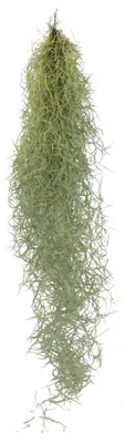 Produktbild von Tillandsie, Tillandsia usneoides