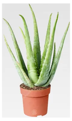 Produktbild von Aloe Vera | Luftreinigende Sukkulente Zimmerpflanze | 25-35 cm im Topf