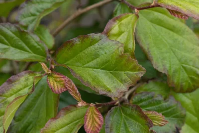 Produktbild von Parrotia persica 'Bella', Eisenholzbaum, 40–60 cm
