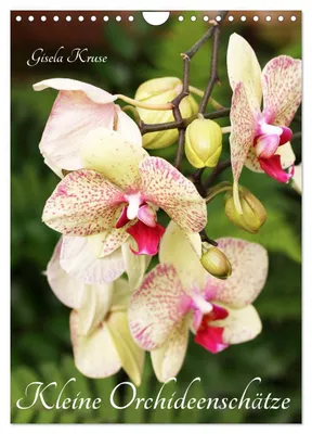 Produktbild von Kleine Orchideenschätze (Wandkalender 2027 DIN A4 hoch), CALVENDO Monatskalender