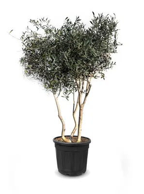 Produktbild von Sunny Tree - Olivenbaum Olea Europaea mehrstämmig - 180/200 Zentimeter hoch -20 jahre alt - Olea europaea - Winterhart bis -18