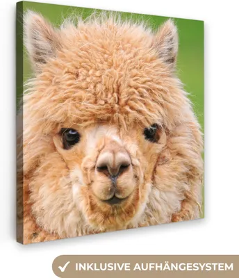 Produktbild von MuchoWow® - Leinwandbilder - Alpaka - Wolle - Braun, Wandbild, Wanddeko Bilder Wohnzimmer, 20x20 cm