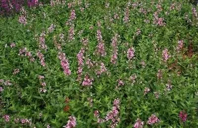 Obrázek produktu pro 6 x Lythrum sal. blush' - luzovka - květináč 9 x 9 cm