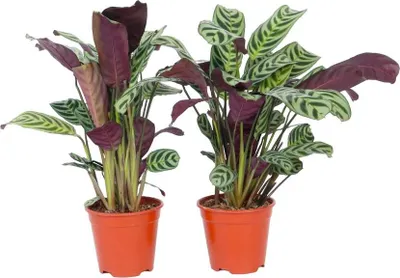 Image de Plante Dormeuse - Set de 2 - Ctenanthe 'burle-marxii' - Hauteur 25-40cm - ⌀12cm