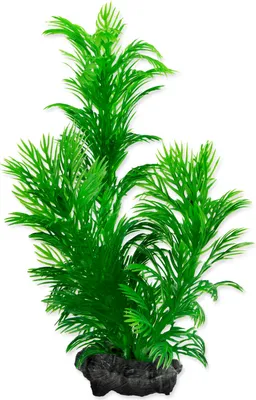 Image de Plante Vert Cabomba S 1 pc