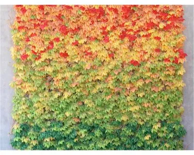 Produktbild von Fototapete Vlies FTNS 1261 Blätterwand gelb 5-tlg. 375 x 270 cm