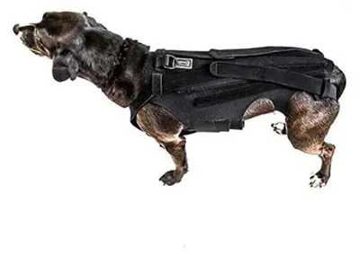 Produktbild von Hundeur Rückenbandage – Schmerzlinderung – Rückenbandage bei IVDD – Rückenschutz zur Genesung – Verstellbar – Mit D-Ring-Befestigung – Handwäsche