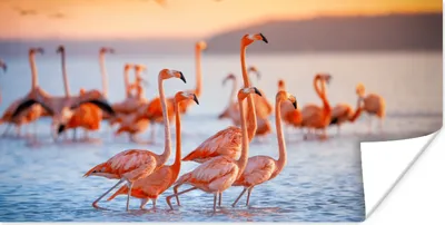 Produktbild von MuchoWow® Poster Flamingo - Tiere - Wasser - Rosa 40x20 cm - Poster für die Wand - Poster Schlafzimmer