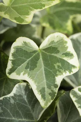 Produktbild von Hedera helix 'Eva', Efeu, grün-gelb, 60–100 cm