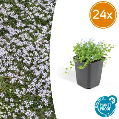 Immagine prodotto di Isotoma fluviatilis | 24 pezzi - 10-25cm - Ø9cm - Pianta da giardino