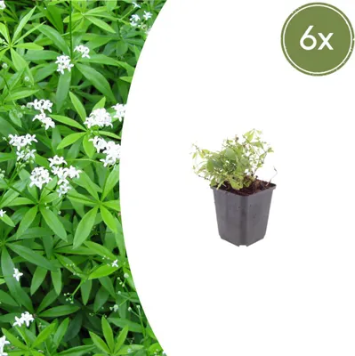 Produktbild von Galium odoratum | 6 Stück - 10-25cm - Ø9cm - Gartenpflanze