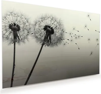 Produktbild von Glasbild 75x50cm in XXL für Wohnzimmer, Schlafzimmer Motiv Pusteblume Schwarz