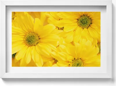 Produktbild von Blumenblüten– Wandbild mit Rahmen – Gerahmtes Bild  – Wanddekoration – 30x20 cm –  Weiß Rahmen