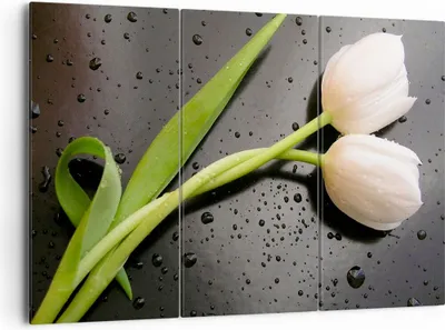 Produktbild von Bild auf Leinwand - Leinwandbild - Tulpen Blume Pflanzung Pflanze - 165x110cm - Wand Bild - Wanddeko - Leinwanddruck - Bilder - Kunstdruck - Leinwand bilder - Wandkunst - CE165x110-2301