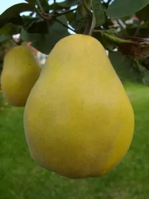 Produktbild von TOP Birnenquitte Quitte Birne Obstbaum vitaminreich 120-150 cm Busch 7,5 L Topf