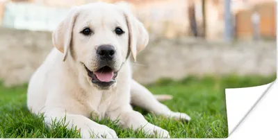Produktbild von MuchoWow® Poster Weißer Labrador Retriever im Gras liegend 150x75 cm - ohne Rahmen