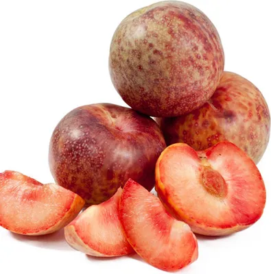 Produktbild von Pflaumen-Aprikosenbaum ´DAPPLE DANDY Unterlage Myrobalan, wurzelnackt