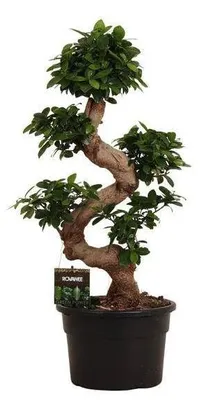 Image de Ficus Microcarpa Ginseng, arbre miniature (bonsai), hauteur 80-110 cm