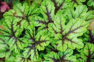 Produktbild von 6 x  Heucherella hybr. 'Tapestry'® - Bastardschaumblüte - Topf 9 x 9 cm