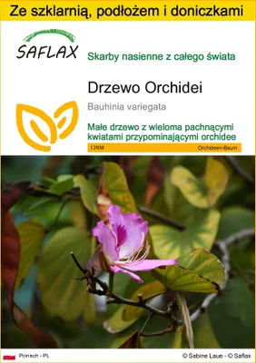 Zdjęcie produktu dla SAFLAX - Zestaw do uprawy - Drzewo Orchidei - 8 Nasiona - Z mini szklarnią, podłożem uprawowym i 2 doniczkami - Bauhinia variegata