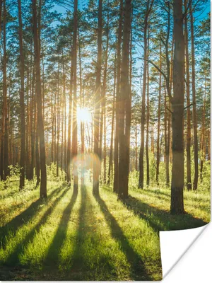 Produktbild von MuchoWow® Poster Sonne - Bäume - Landschaft - Gras 90x120 cm - Wohnzimmer