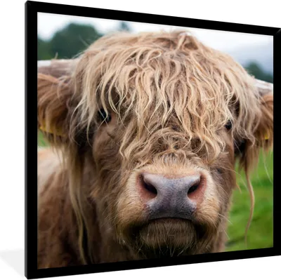 Produktbild von MuchoWow® Gerahmtes Poster Schottische Highlander - Gras - Wald 40x40 cm - Poster mit Schwarzem Bilderrahmen Wandposter Rahmen Foto Bilder - Mit Rahmen - Wanddekoration Schlafzimmer