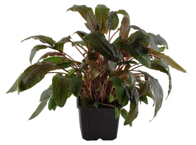 Produktbild von Mutterpflanze Aquariumpflanze Cryptocoryne wendtii 'Tropica' AquaOne Nr.309E XL