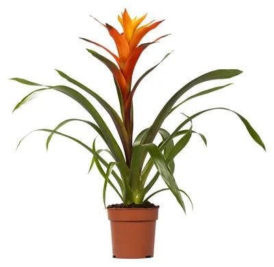 Zdjęcie produktu dla Guzmania Variada - 40-50cm - Ø12cm - Roślina doniczkowa - Kwitnąca roślina doniczkowa