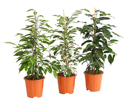 Produktbild von Dehner Pflanzenset Birkenfeige, 3er Set, Ficus benjamina, je 40-50 cm, Ø Topf je 14 cm, Zimmerpflanzen