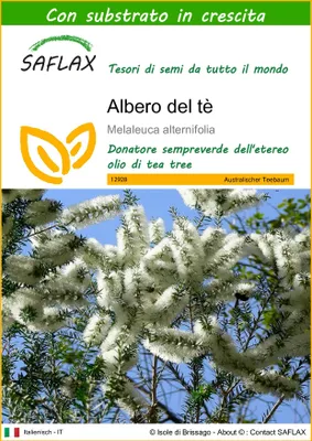 Immagine prodotto di SAFLAX  - Albero del tè - 400 semi - Con substrato - Melaleuca