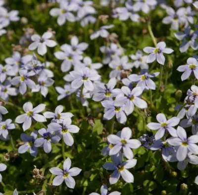 Produktbild von Isotoma fluviatilis - Gagelstrauch - Bubiköpfchen - Gaudich - Bodendecker
