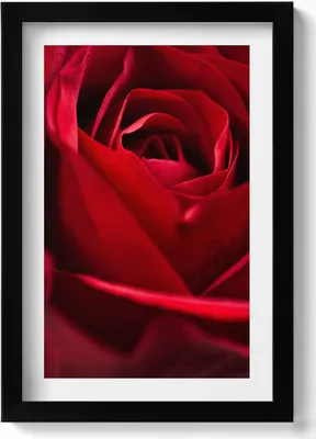 Produktbild von Nahaufnahme von roten Rosenblättern– Wandbild mit Rahmen – Gerahmtes Bild  – Wanddekoration – 20x30 cm – Schwarz