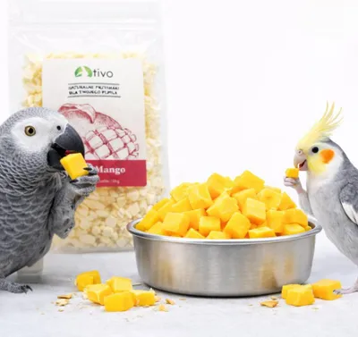 Obrázek produktu pro Křupavé lyofilizované mango pro papoušky – přírodní ovocná pochoutka | 20 g