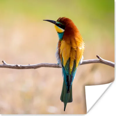 Produktbild von MuchoWow® Poster Vögel - Bienenfresser - Tiere 50x50 cm - Wohnzimmerdekoration
