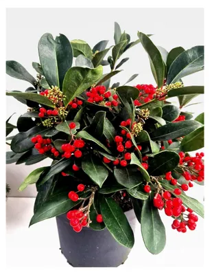 Produktbild von Frucht Skimmie Skimmia japonica 50-60 cm breit im 7,5 Liter Pflanzcontainer
