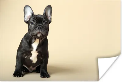 Produktbild von MuchoWow® Poster Französische Bulldogge - Schwarz - Beige 60x40 cm - Schlafzimmerdekoration
