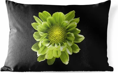 Produktbild von MuchoWow® Outdoor Kissen - Eine Nahaufnahme der Chrysanthemenblüte vor schwarzem Hintergrund - 60x40 cm - Wetterfest - Lounge Kissen - Zierkissen - Kissen für Innenräume