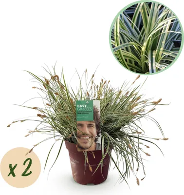 Produktbild von Green boutiQ - Ziergräser - Carex oshimensis Everest - Weiß und Grün - 2 Pflanzen - Immergrün - Wenig Pflege - Topf 17cm Höhe 50cm