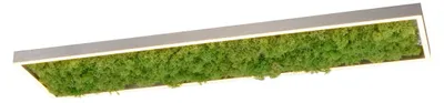 Productafbeelding van Rechthoekige plafondlamp Green Knut met mos