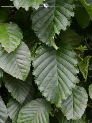 Produktbild von Hainbuche Carpinus betulus 100-125 cm Wurzelnackt, 100x Heckenpflanze