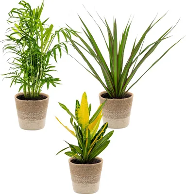 Produktbild von 3x Tropische Zimmerpflanzenmischung Inkl. Jutekorb – Luftreinigend – ⌀12 cm - ↕ 25-40 cm