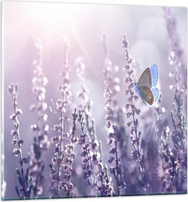 Produktbild von Bilder auf glas - Schmetterling Wiese Blume - 70x70cm - Glasbilder - Wandbilder - Kunstdruck - zum Aufhängen bereit - Wanddekoration aus Glas - Glas Bilder - Wandbild auf Glas - GAC70x70-4014