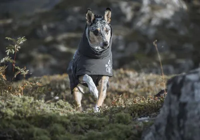 Produktbild von Hurtta Extrem Warmer, Hund, Jacke, Grau, Winter, 350 mm, 43 cm