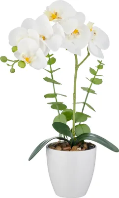 Produktbild von REAL TOUCH Orchidee Dekopflanze, weiß/grün, 40cm Pflanze, 9x9cm Topf